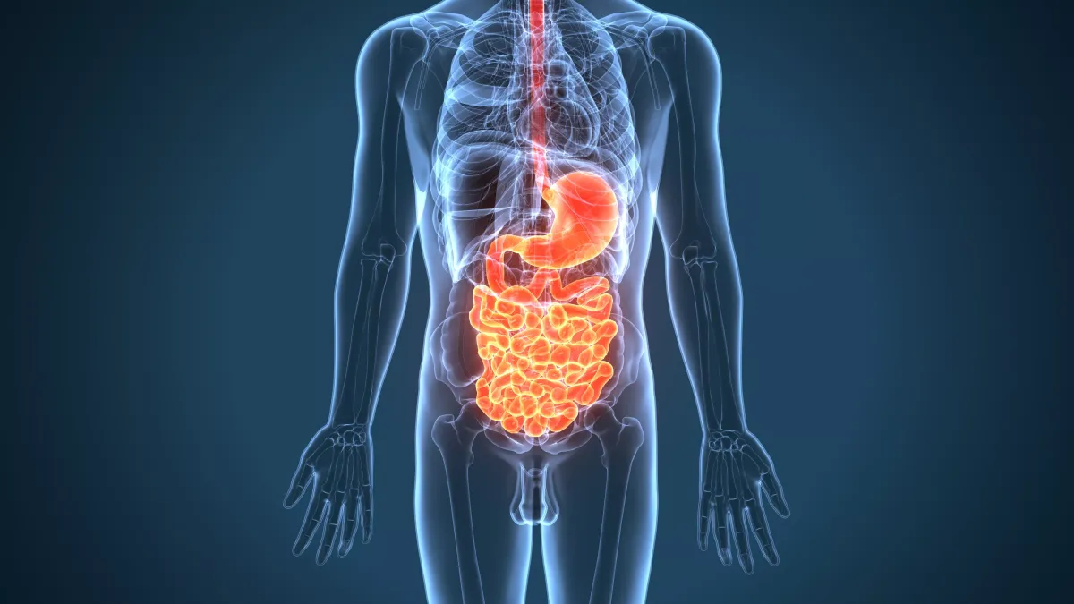 La digestion 